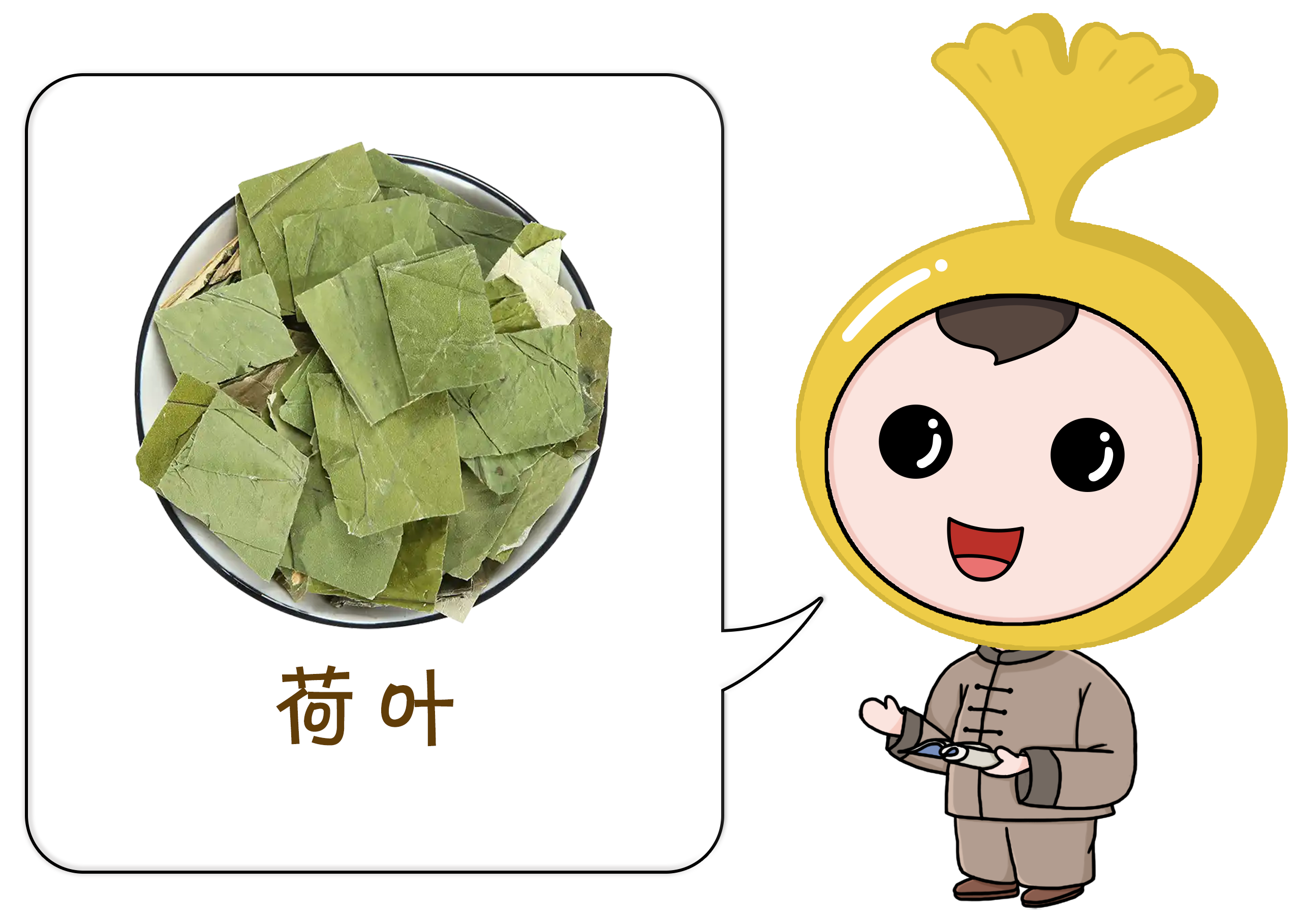 每月本草：荷叶  (1).png