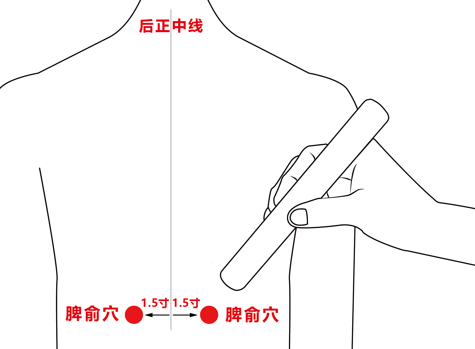 脾俞穴配图 (3).png