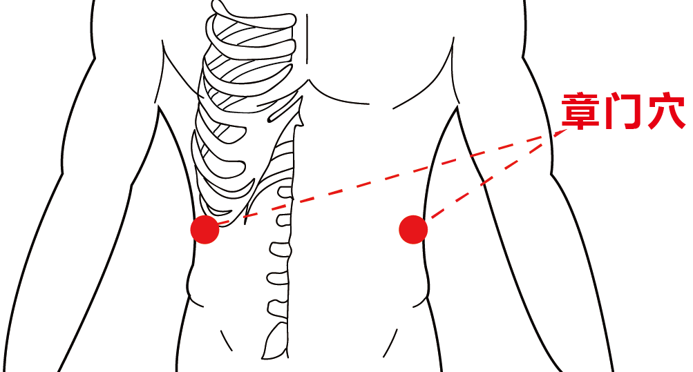 章门穴 配图_画板 1.png